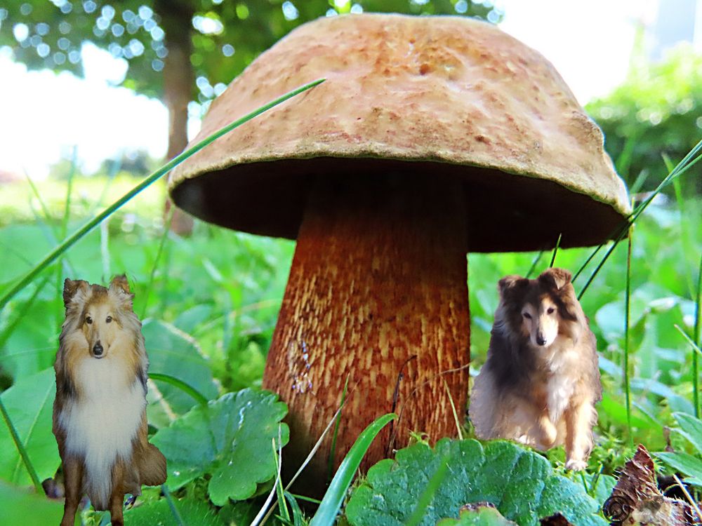 Gut behütet unter dem Pilz Foto & Bild | fotomontage, fantasy mystery, natur-kreativ Bilder auf ...