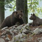 Gut beschützt der Kleine 