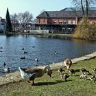 -Gut beschützt... die jungen Nilgänse-