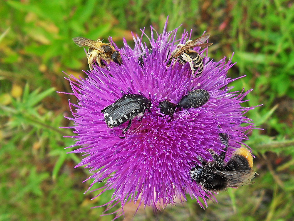 Gut besucht ist die Distel...