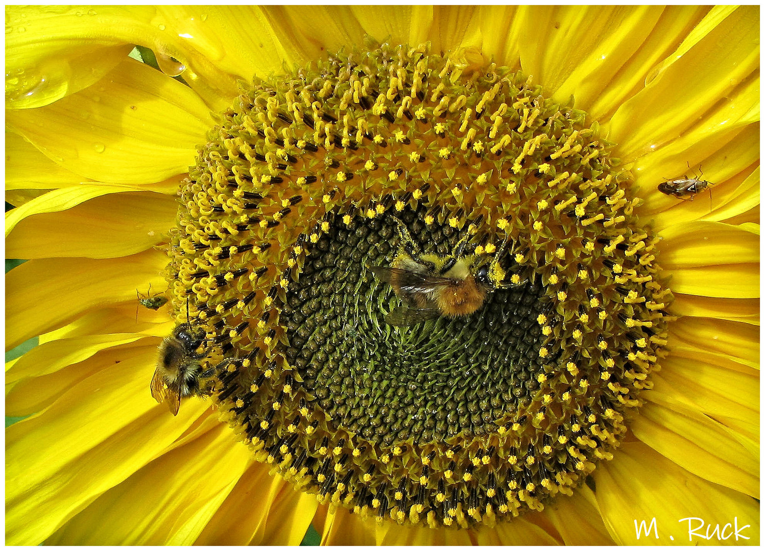 Gut besucht ist diese Blüte !