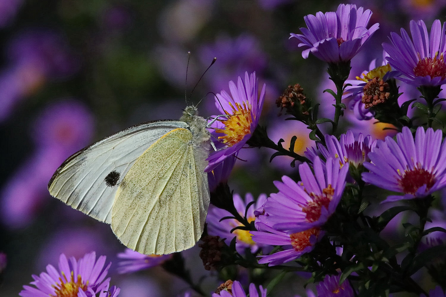 gut besucht sind die Astern