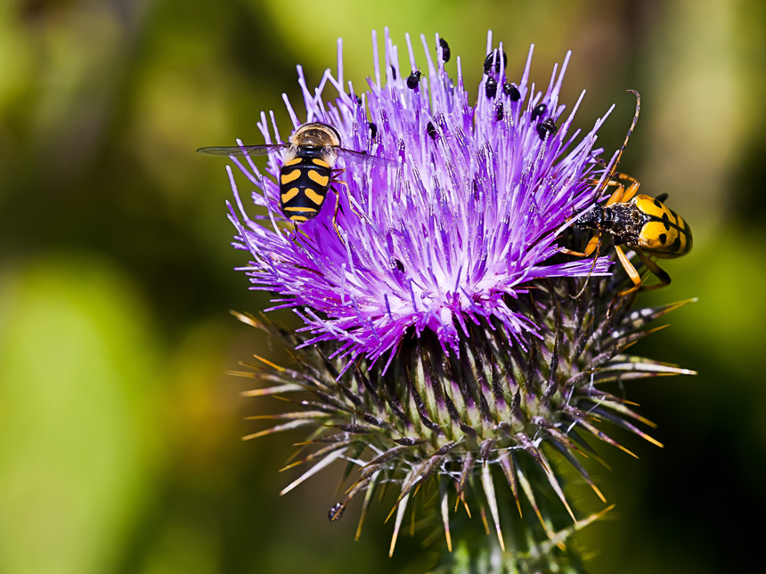 Gut besuchtes Gartenlokal.