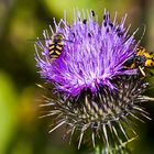 Gut besuchtes Gartenlokal.