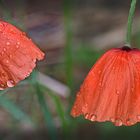 Gut, das es Regenschirme gibt