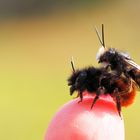 Gut das ich die Bienen auf der Terrasse habe...