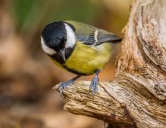 "GUT DAS ICH FLIEGEN KANN - ZUM HÜPFEN WÄRS ZU HOCH"
