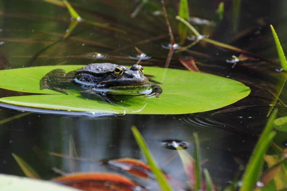 Gut, dass der Frosch nicht grün war...ok, die Kröte :-)