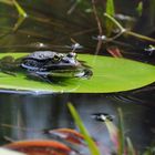 Gut, dass der Frosch nicht grün war...ok, die Kröte :-)