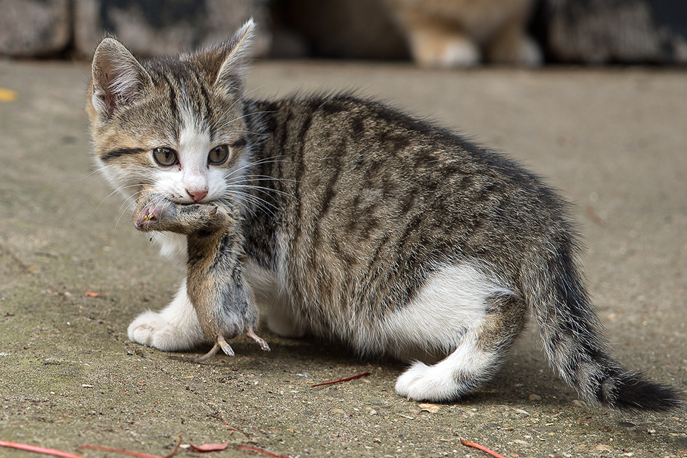 ...gut, dass die Katzenmutter noch die Mäuse heranschafft.