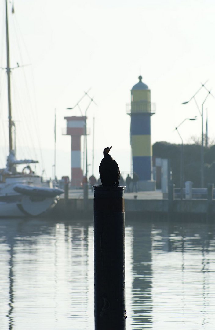 Gut daß ich ein Kormoran bin...