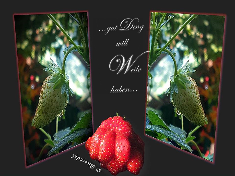 Gut Ding will Weile haben Foto & Bild experimente, pflanzen, pilze & flechten, früchte und