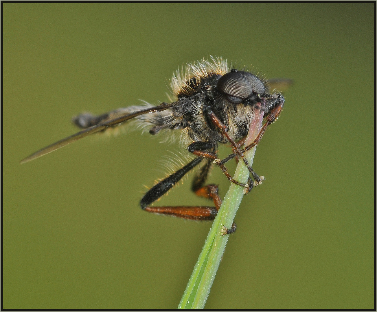 Gut festhalten! - Märzmücke (Bibio reticulatus)