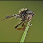 Gut festhalten! - Märzmücke (Bibio reticulatus)