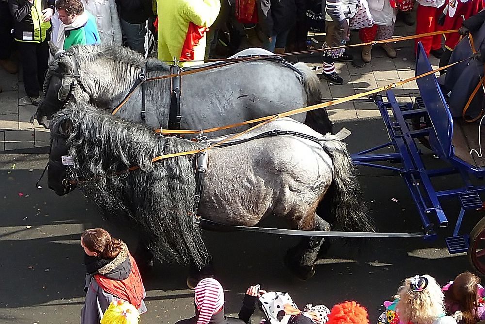 Gut frisiert im Karneval