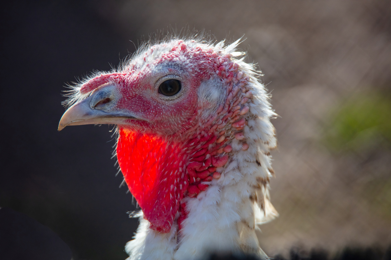 Gut frisierte Vögel 3/4: Stolze Pute