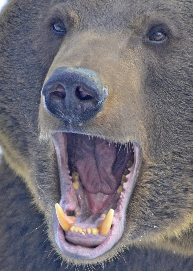 Gut gebrüllt...