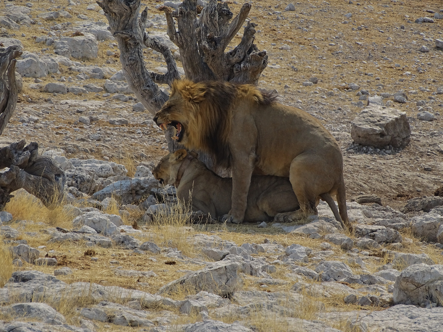 gut gebrüllt Löwe, oder : Liebesleben in Afrika