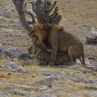 gut gebrüllt Löwe, oder : Liebesleben in Afrika