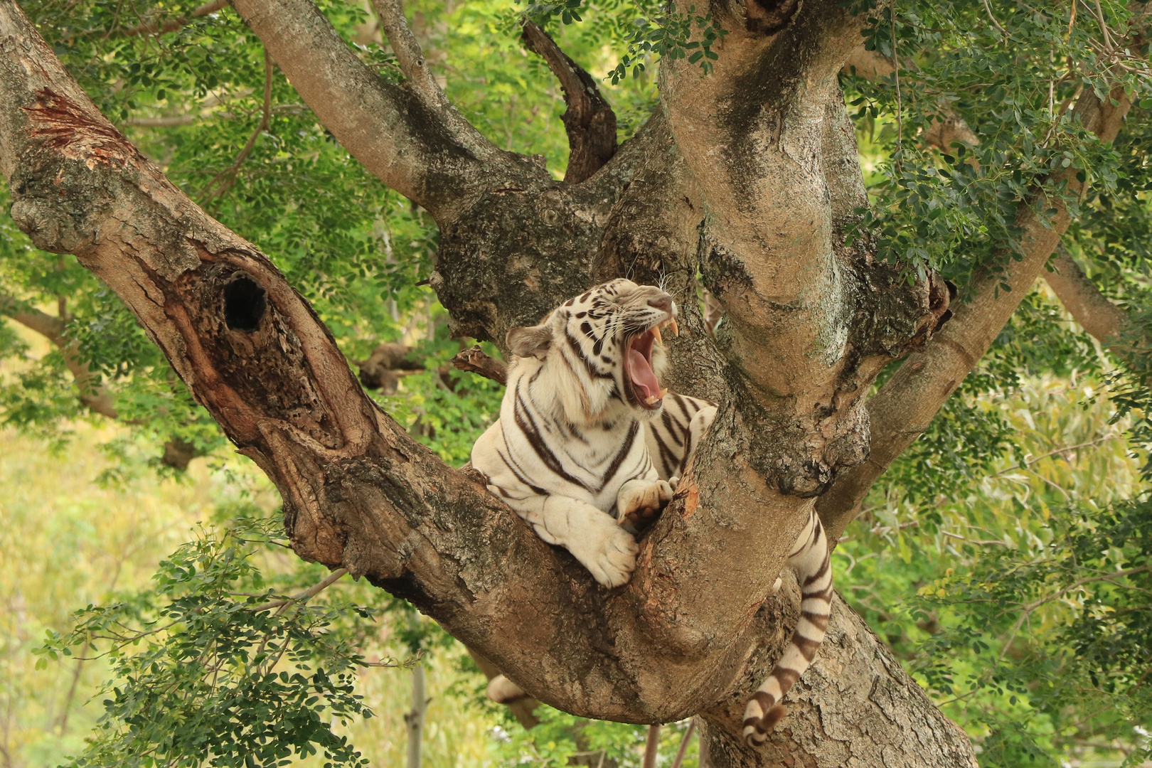 Gut gebrüllt, Tiger