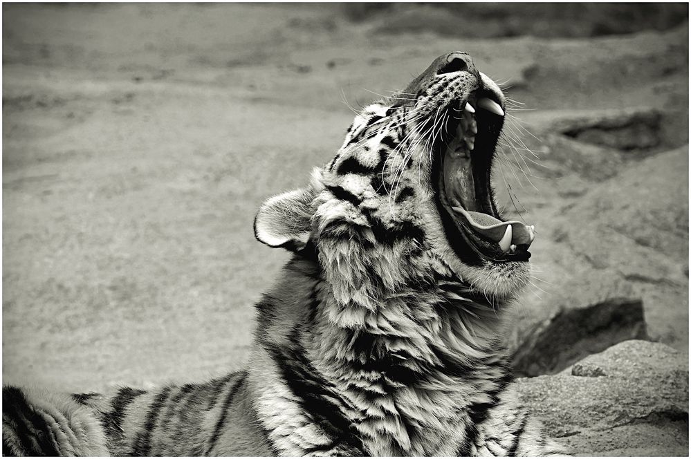 gut gebrüllt Tiger Foto & Bild spezial, natur, fell Bilder auf