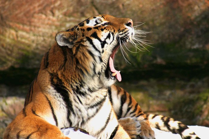 Gut gebrüllt Tiger, oder doch ein gähnen!?