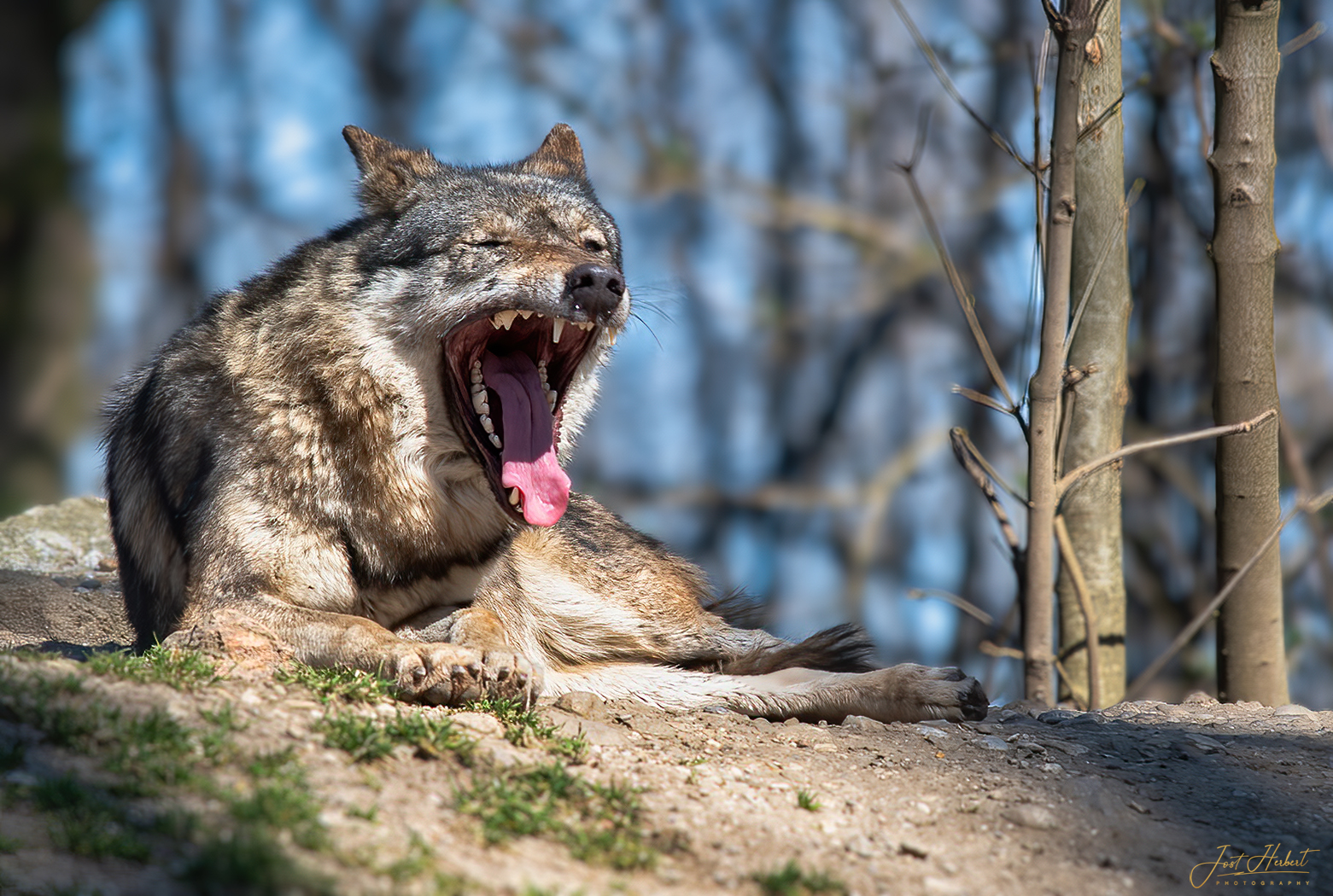 gut gebrüllt - Wolf ...