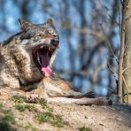 gut gebrüllt - Wolf ...