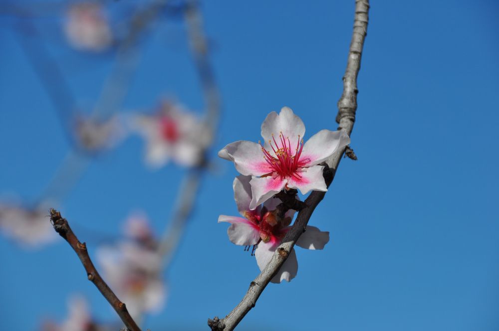 Gut geformte Mandelblüte