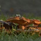 Gut gefrostet und schön umringt von den noch blühenden Margeriten