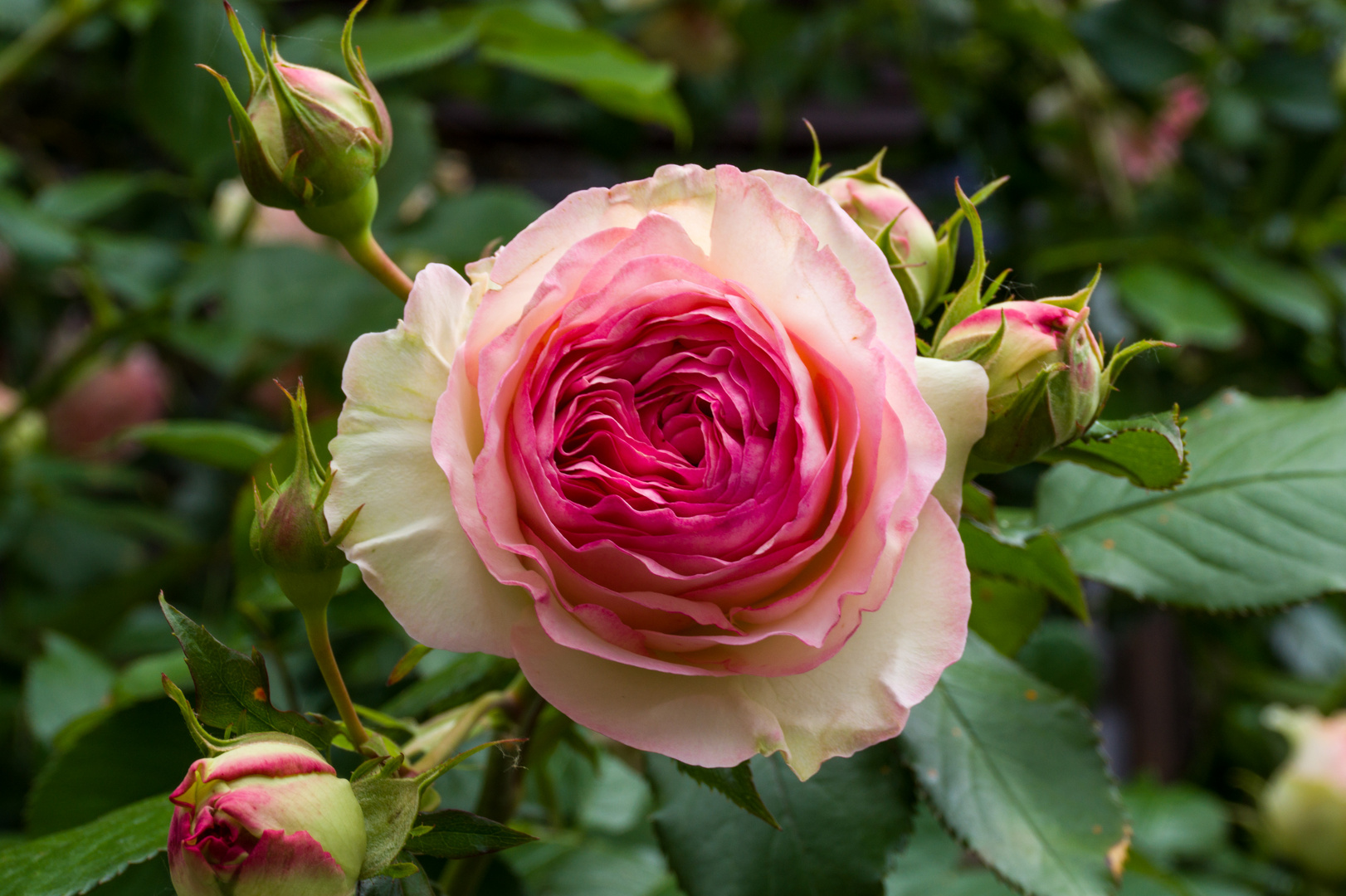 gut gefüllte Rose