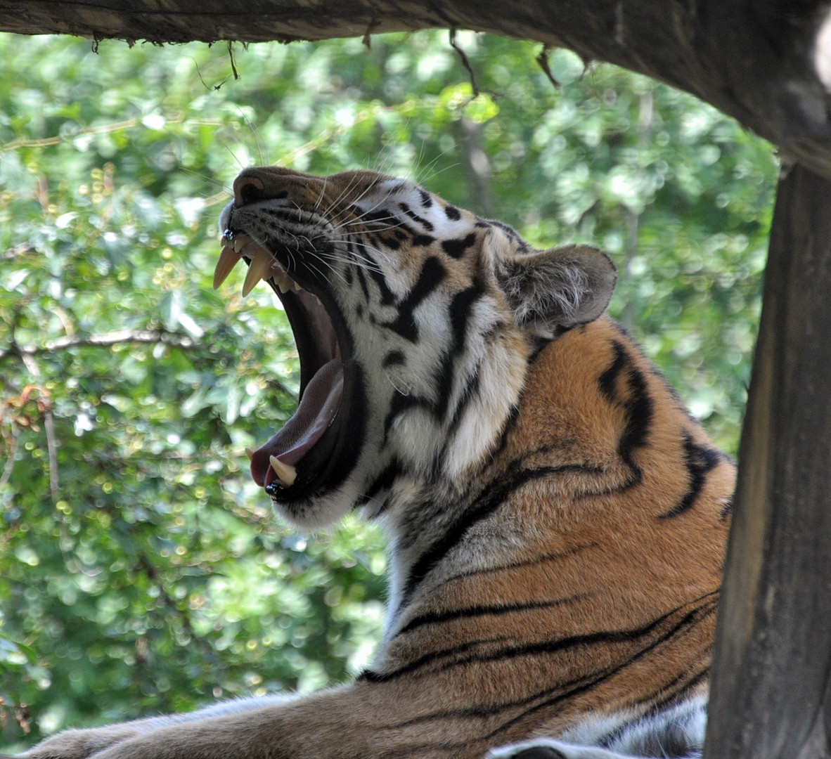 Gut gegähnt, Tiger!