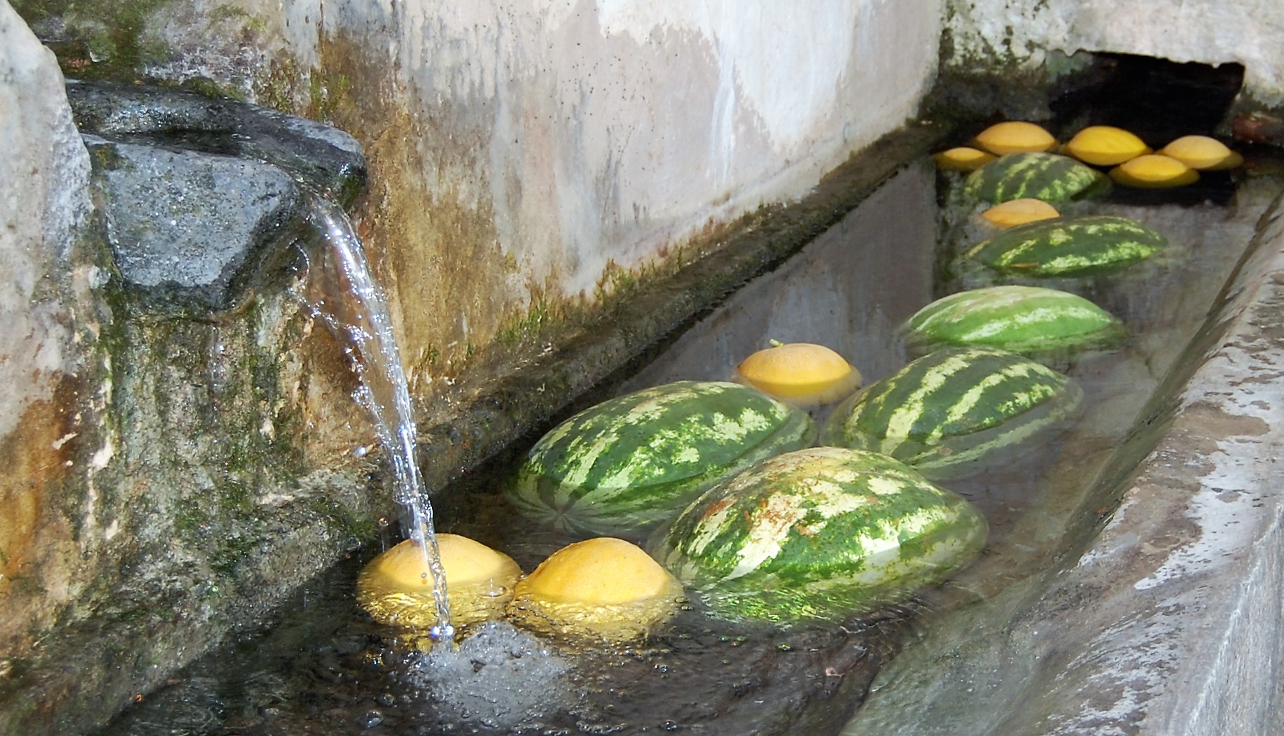 Gut gekühlte Melonen