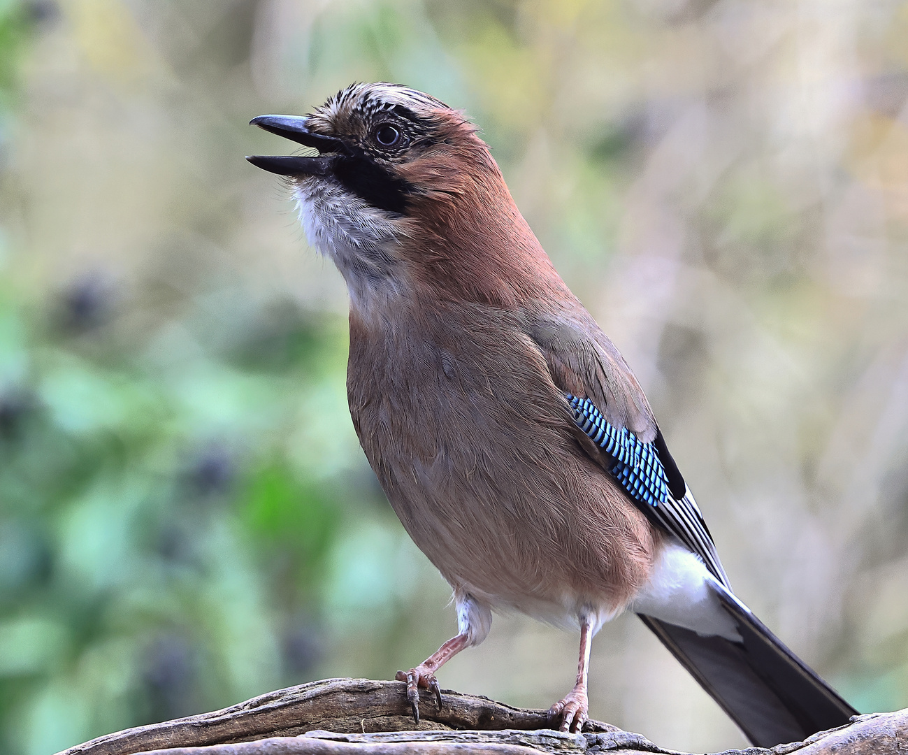 gut gelaunt - Garrulus glandarius oder Eichelhäher