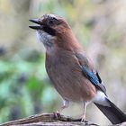 gut gelaunt - Garrulus glandarius oder Eichelhäher