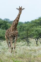 Gut gelaunte Giraffe