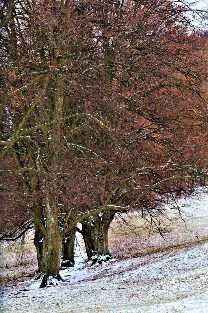 gut gesättelt und lang erprobt im Winterschlaf