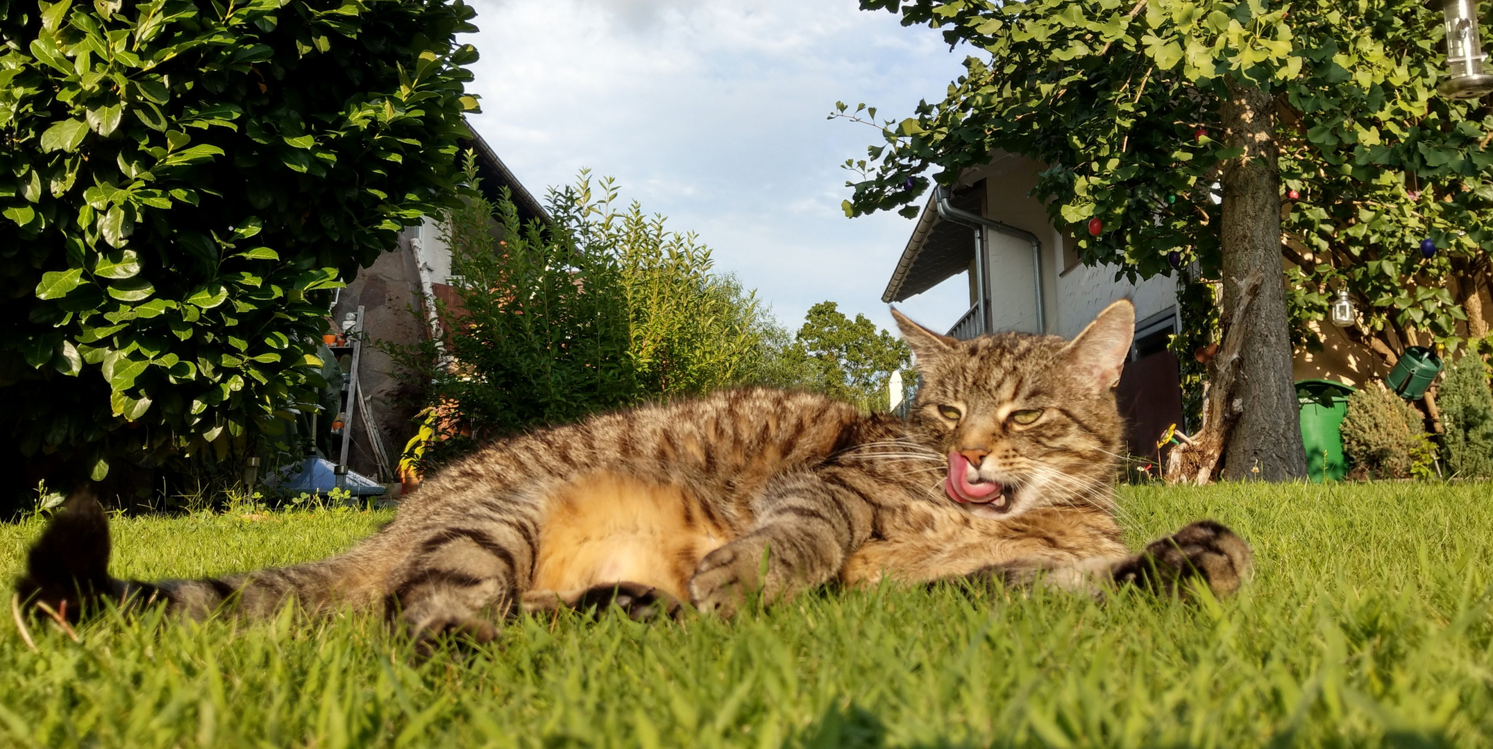 Gut geschleckt ist halb geputzt