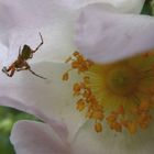 gut geschützt in der Heckenrose