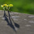 Gut gesichert am Klettersteig