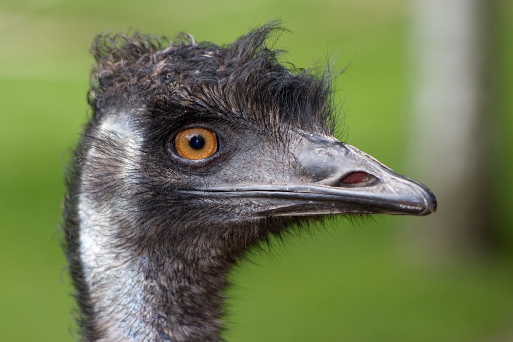 Gut gestylt, Emu