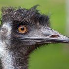 Gut gestylt, Emu