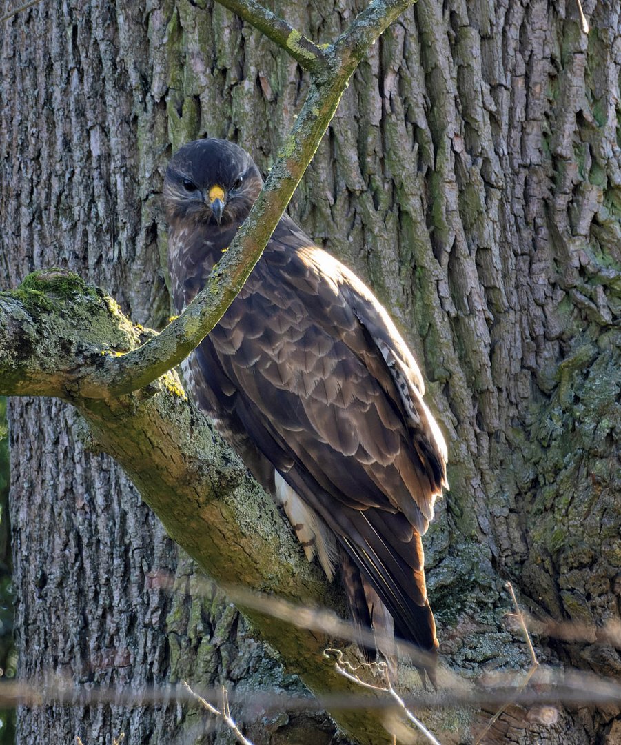 Gut getarnt... Foto & Bild natur, tiere, wildlife Bilder auf