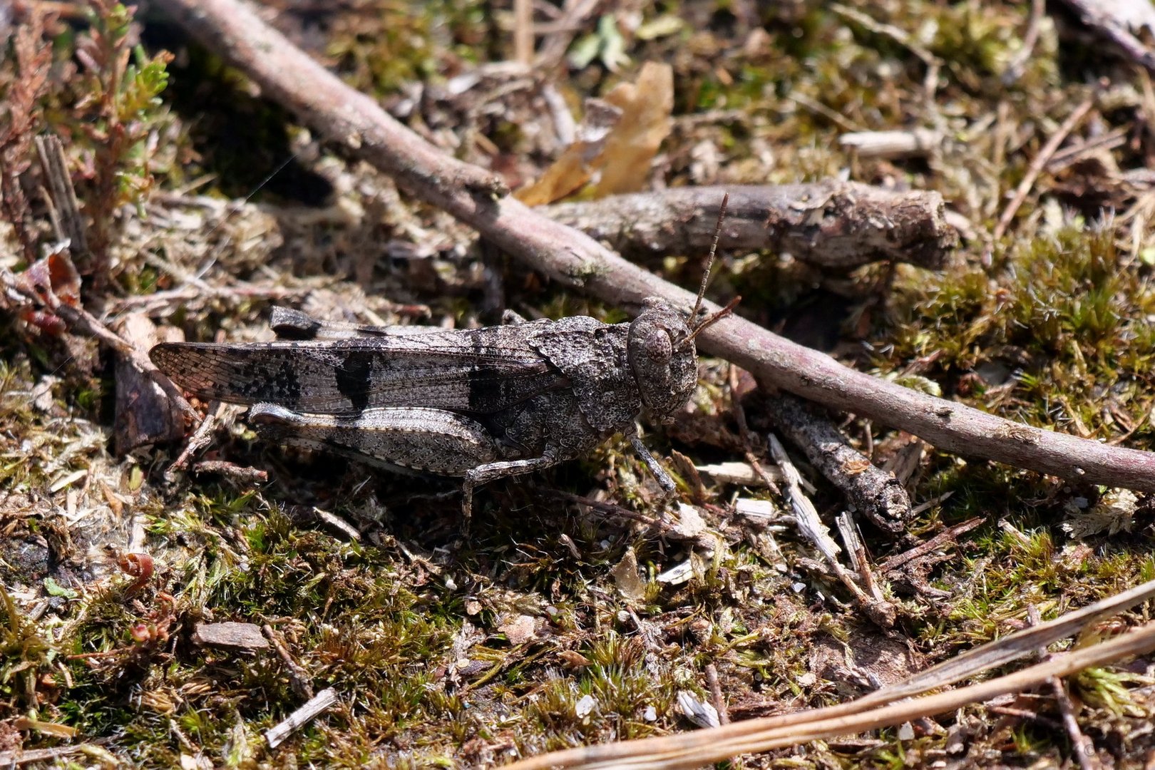 gut getarnt.. Foto & Bild | tiere, wildlife, insekten Bilder auf ...
