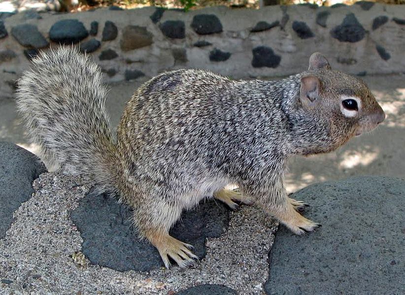 gut getarnt 1 - graues Hörnchen in Arizona