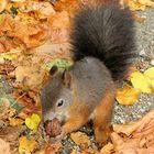 gut getarnt 2 - Eichhörnchen in Wien