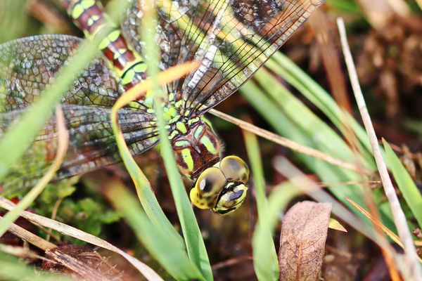 gut getarnt + 3 Bilder