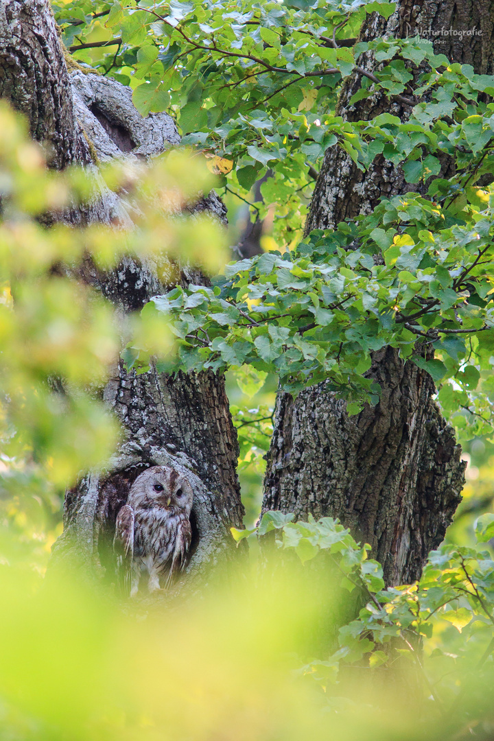 Gut getarnt Foto & Bild | tiere, wildlife, wild lebende vögel Bilder ...