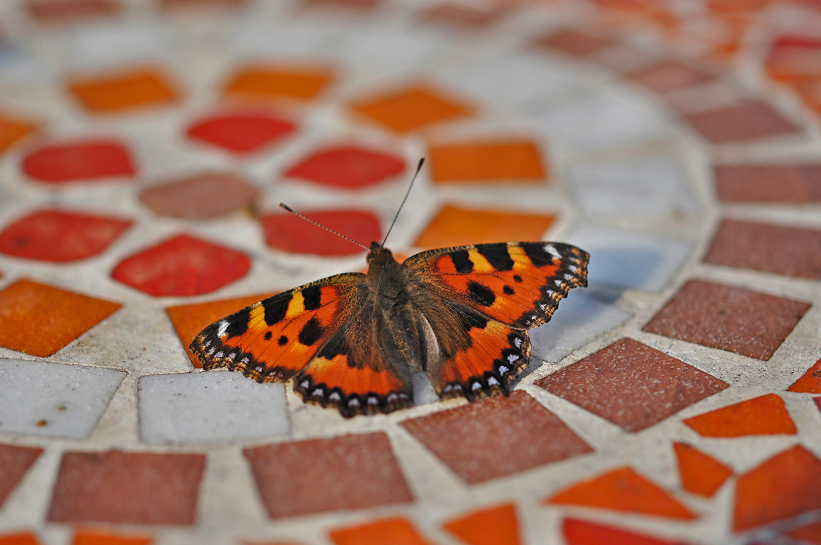 Gut getarnt auf dem Gartentisch