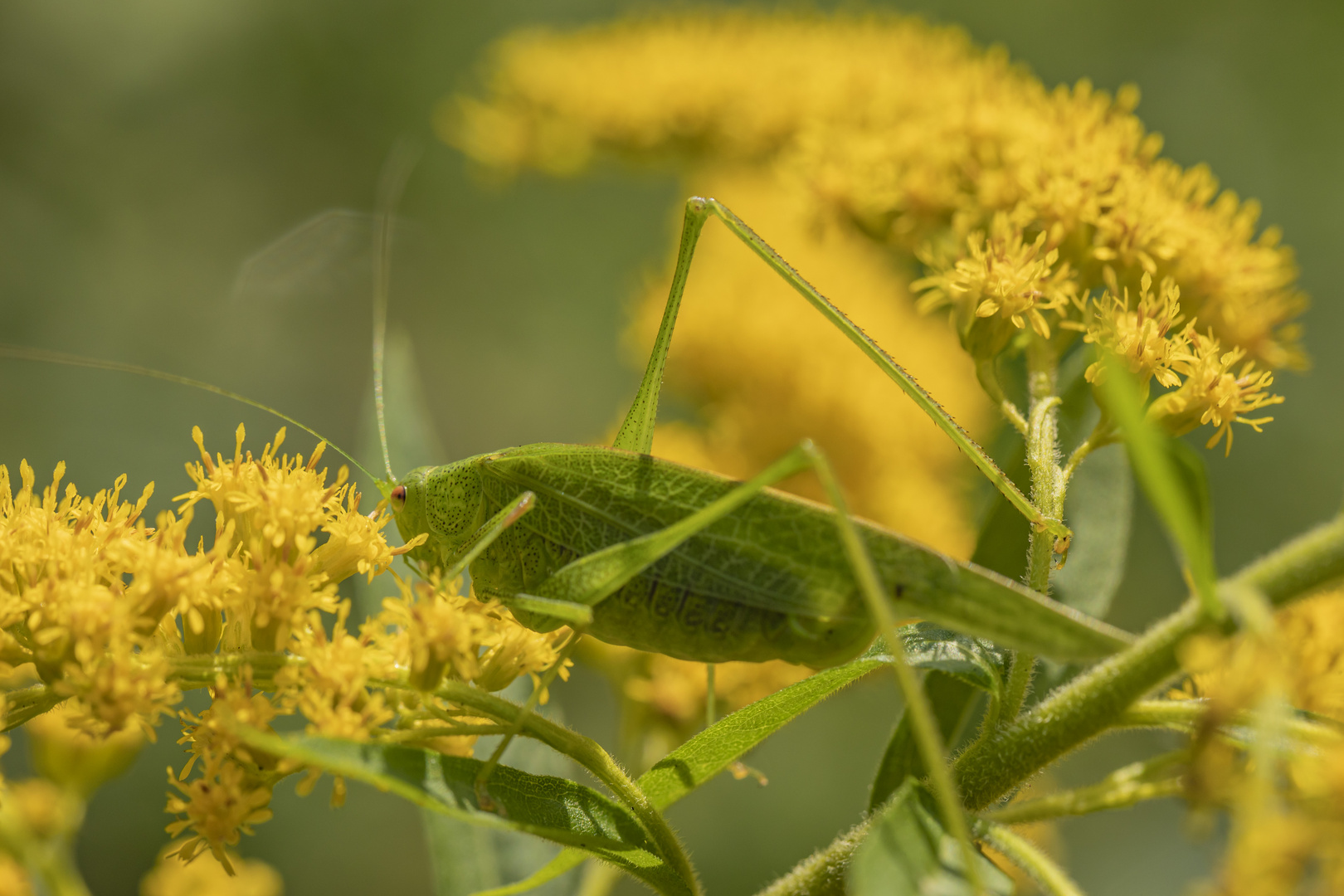 Gut getarnt Foto & Bild | tiere, wildlife, projekte Bilder auf ...